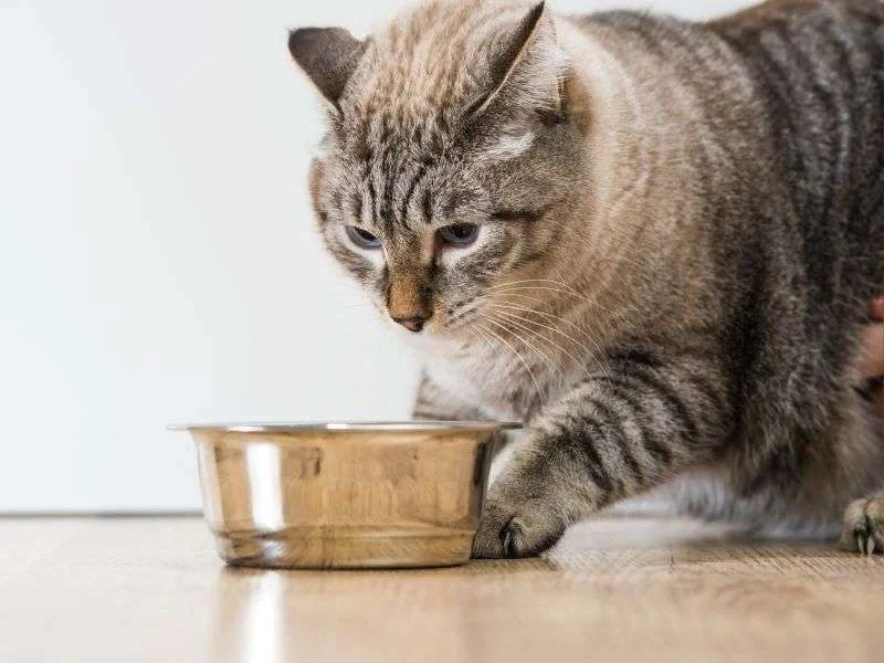 علت غذا نخوردن گربه میتوان انتخاب اشتباه غذا باشد